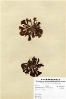 藏品(哈維圈扇藻)的圖片